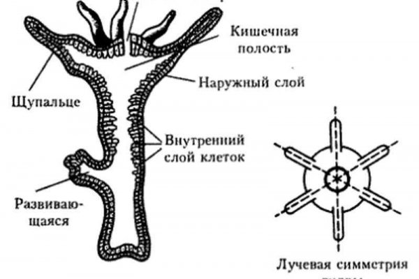 Kraken clear ссылка